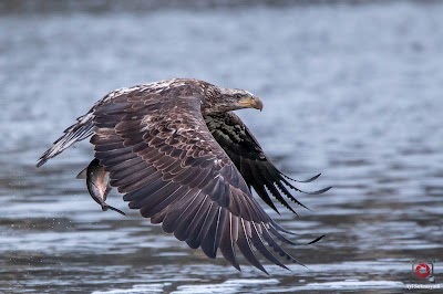 Conowingo Fisherman