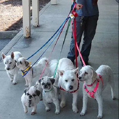 Dog Hair Everywhere Pet Grooming - United States