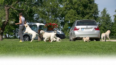 Photos of Okeanas kennel - Labradoro Retriveriai, Meino Me&scaron;kėnai, Lagotto Romagnolo