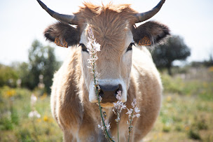 Photo n°1 de L'Empreinte Bio Faugères à Faugères (Boucherie-charcuterie)