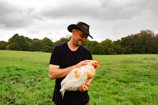 Les Poulets De Gestel - Vente de poulet