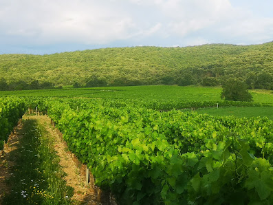 Domaine de Pécoulas - Lagorce