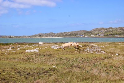 Photos of Connemara Country Lodge