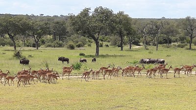 Photos of Nkorho Bush Lodge