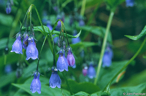 North Fork Zumbro Woods Scientific and Natural Area (SNA)