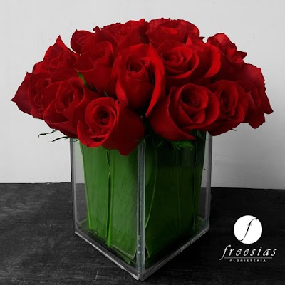 Photos of Freesias