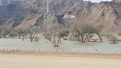 Photos of Faqiat beach Dibba
