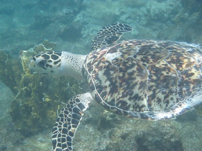 Photos of El Tigre Catamaran Sailing Cruises