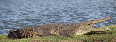 Photos of Gatorama