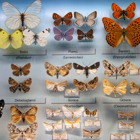 Natural History Museum Rijeka by null