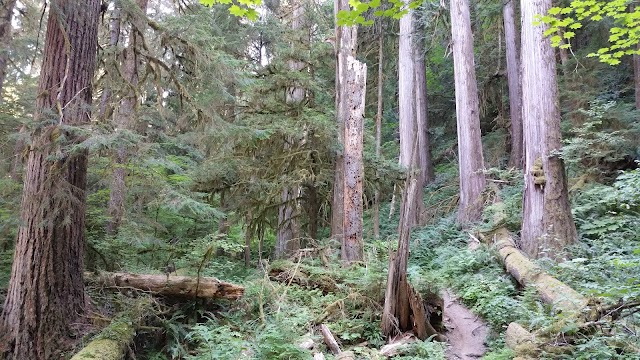 Lewis River Trail