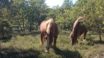 Association Tanka S.O.S Chevaux,Ânes et Poneys. à La Verdière