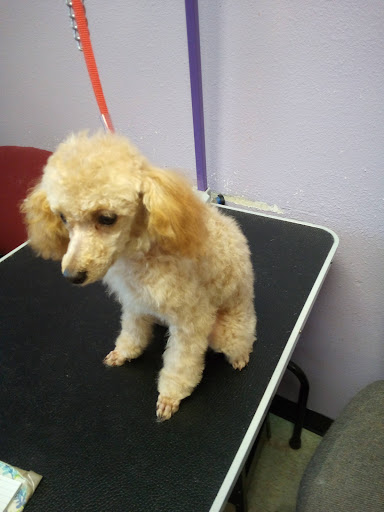 TLC Pets - Visual