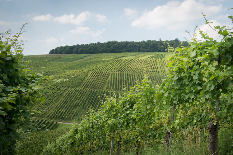 Weingut Maier