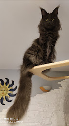 Photo n°16 de Cornish Rex et Maine Coon Les Kings Of Gotha à Frossay (Éleveur de chats)