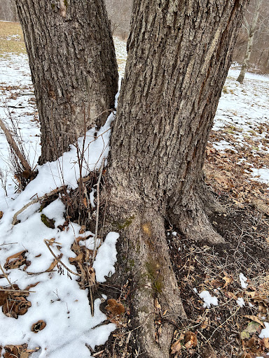 Lesesne State Forest - Thumbnail