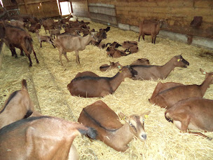 Photo n°18 de la Chevrerie du Bois à Saint-Laurent-des-Arbres (Marché traditionnel)