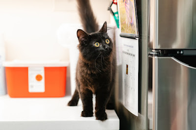 Took my dog in for a grooming appointment and Li was amazing! So efficient and really paid attention to detail