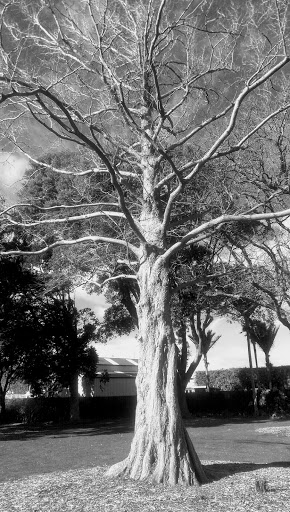 Hawera - Thumbnail
