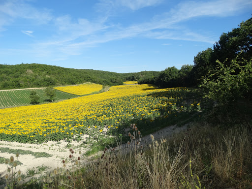 Photo de La Toscane Occitane à Castelnau-de-Montmiral (81140)
