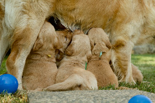Photo n°6 de les p'tites truffes à Kergrist (Éleveur de chiens)