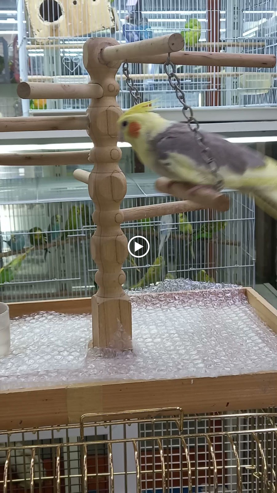 Birds and pet animals JARAH - صورة 5