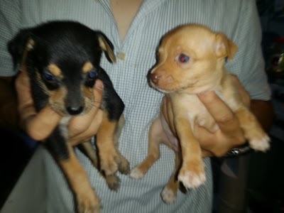 Photos of Mascoplanet Pet Shop