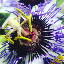 Photo n°13 de Les Saveurs de Kristofine à Suhescun (Épicerie fine)