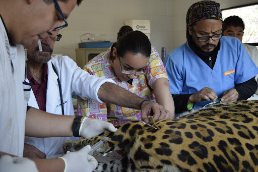 Clínica veterinaria BALAM