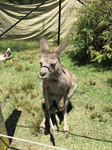 Symbio Wildlife Park, Lawrence Hargrave Dr - Thumbnail