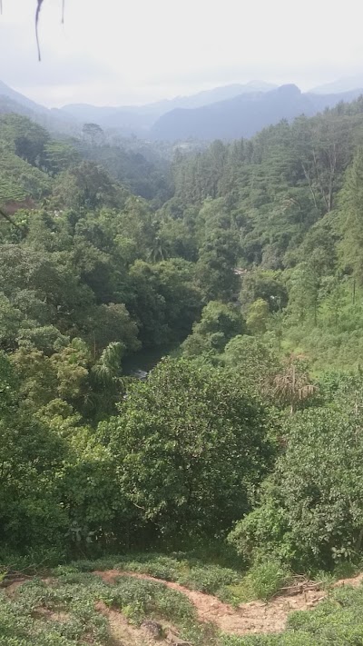 Photos of Mount Airy Tea Garden