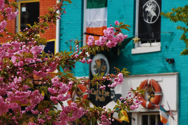 Cat's Eye Pub by null