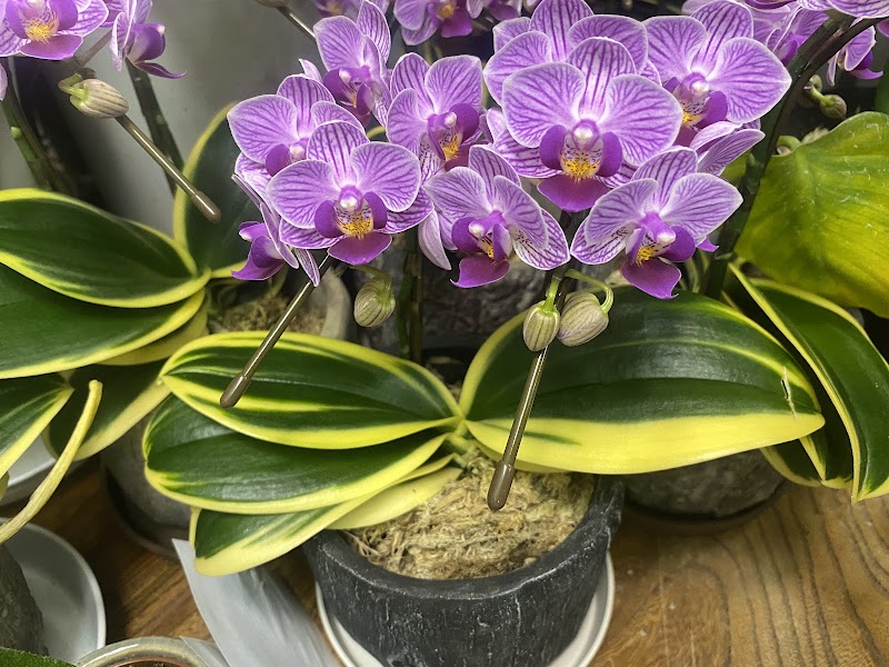 フラワーショップ ハナキ