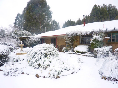Maydena Mountain Cabins & Alpacas by null