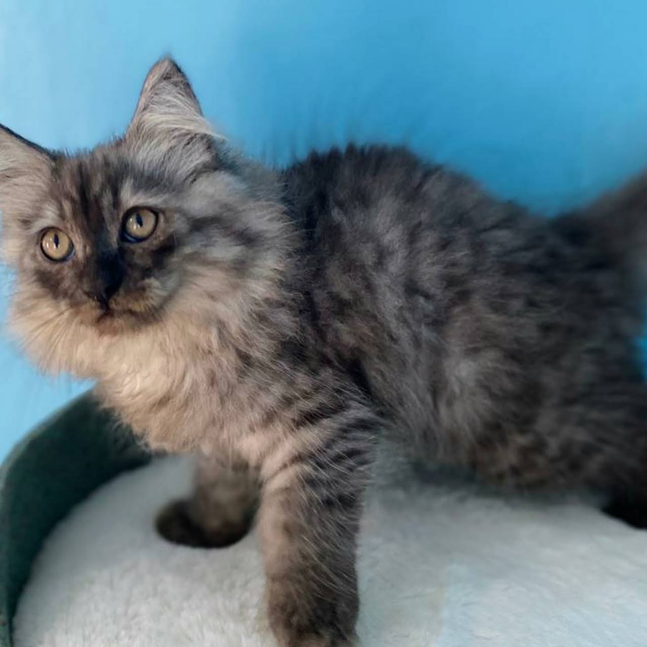 Nuansa Kucing Jual Kucing Persia - Menyediakan anak kucing persia dari