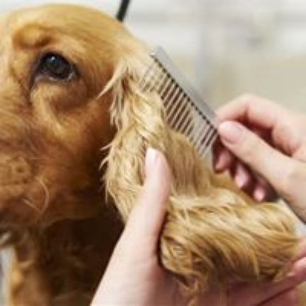 Sunshine City Pets photo 21