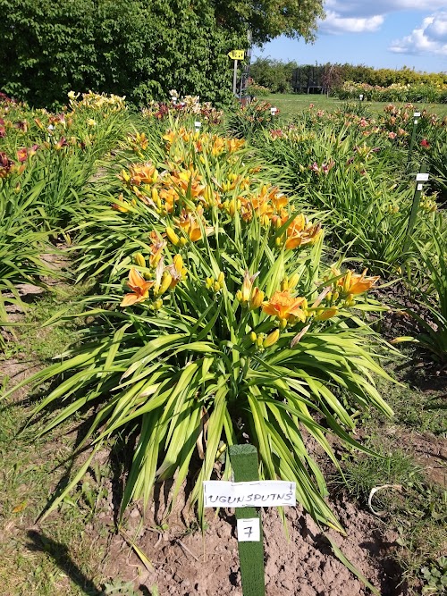 Daylily Garden