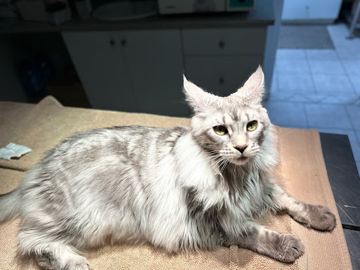 Thunderbird Animal Hospital - Thumbnail