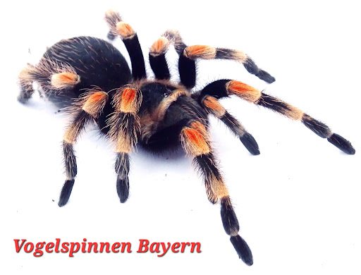 Vogelspinnen Bayern Gallery - Germany