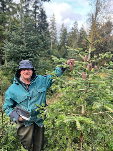 Christbaum Schierer - Thumbnail