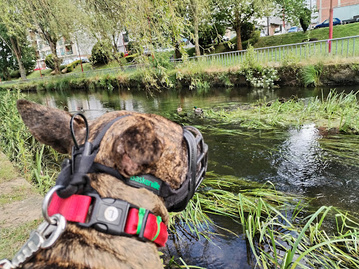 canino de San Martiño Park