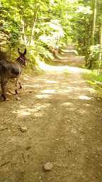 Photo n°20 de Gîte du Stemlisberg à Breitenbach-Haut-Rhin (Appartement de vacances)