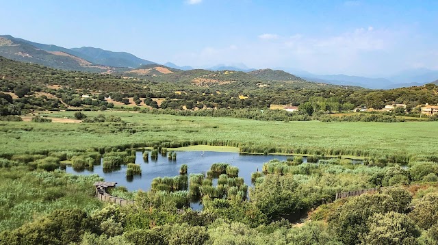 Étang de Tanchiccia