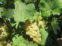 Domaine Diminoit à Bellegarde