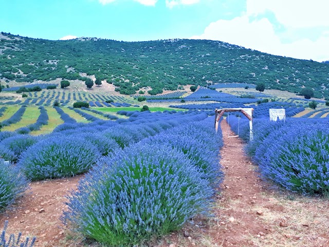 Lavanta Kokulu Köy Kadın Girişimi Üretim ve İşletme Kooperatifi