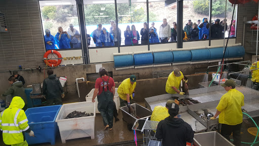 Feather River Fish Hatchery - Thumbnail