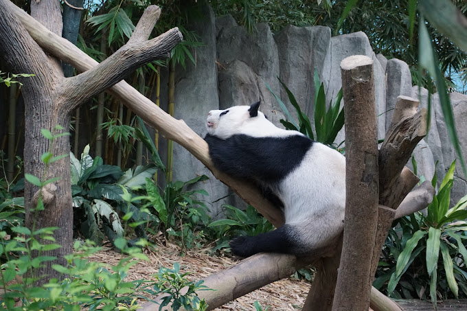 Giant Panda Forestの写真