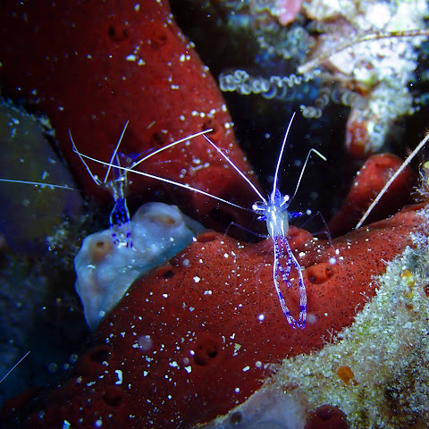 Culebra Divers by null