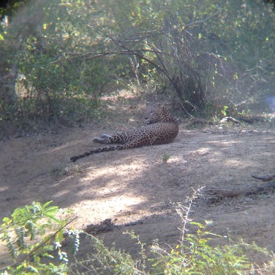 Photos of Shehan Safari Private Jeep Tours