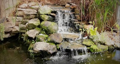 Aquatic Gardens